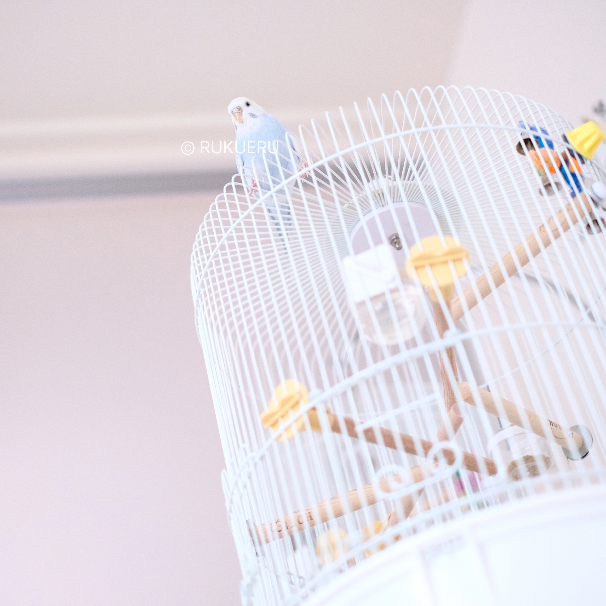 HOEI 鳥カゴスタンド　半月スタンド HOEI鳥かご（半月スタンド付き） - メルカリ