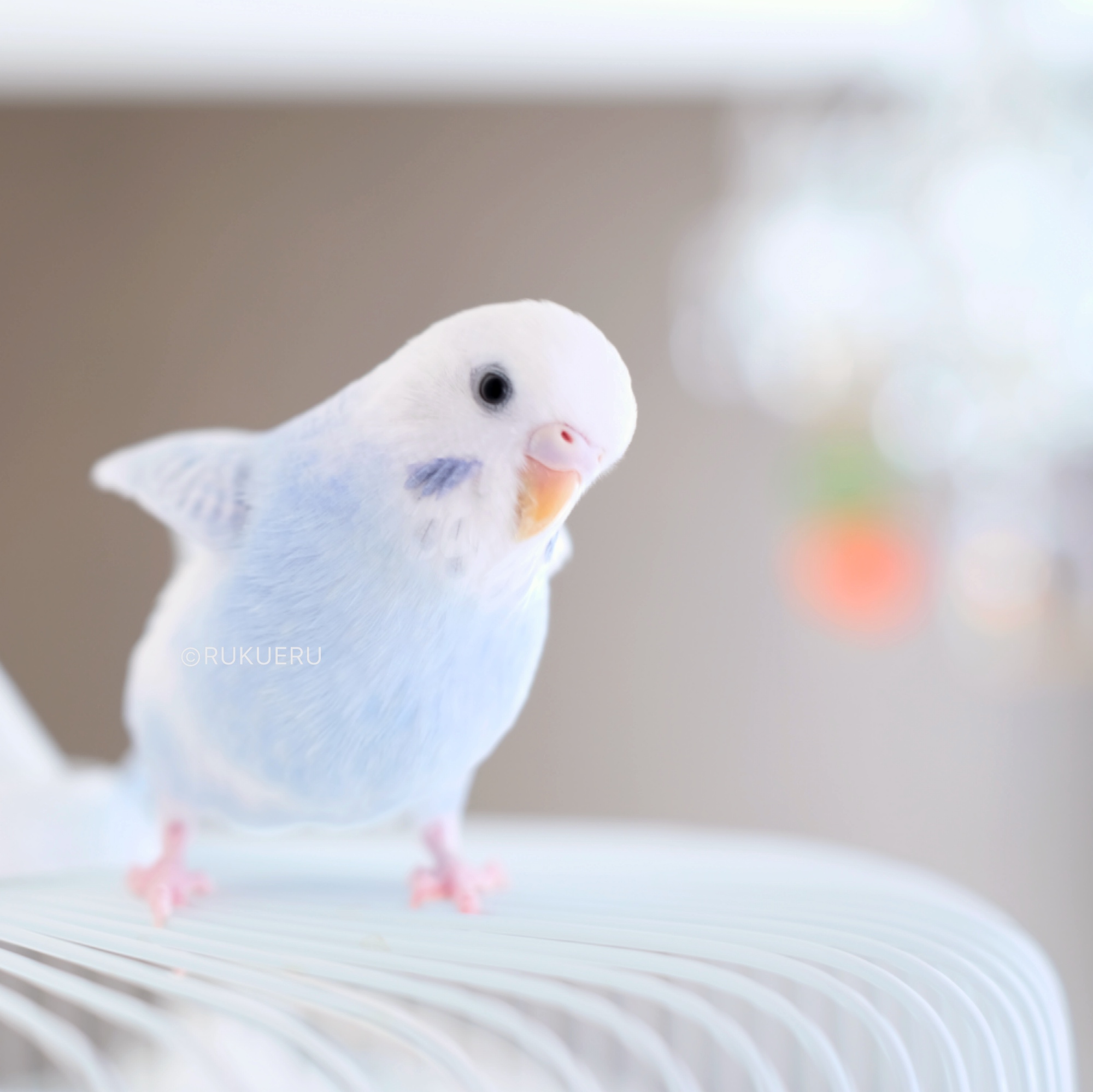 おすすめ飼育用品】インコを飼うのに必要なものがそろう一覧リスト