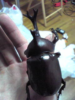 f:id:led1968:20080804221256j:image f:id:led1968:20080804221256j:image