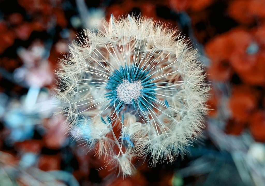f:id:lefluermillefeuille:20181218005822j:plain