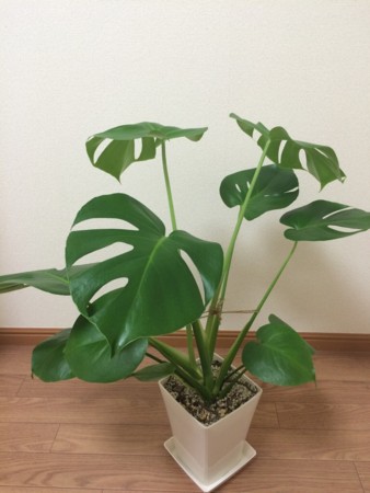 f:id:lefranc:20150608005142j:image:w360