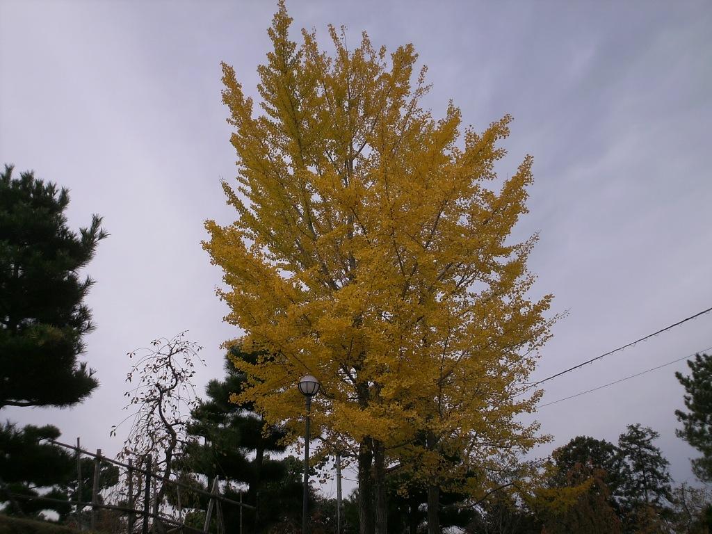 f:id:lefthand926:20061118091822j:plain