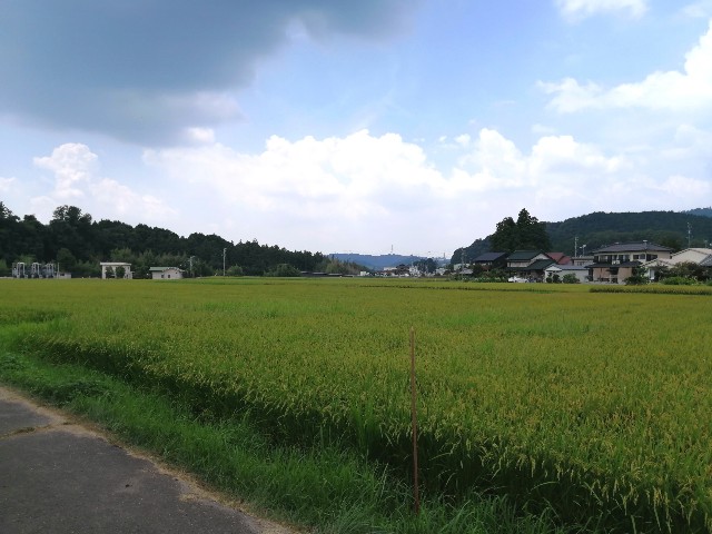 f:id:leftkanabun0314:20200819161621j:image