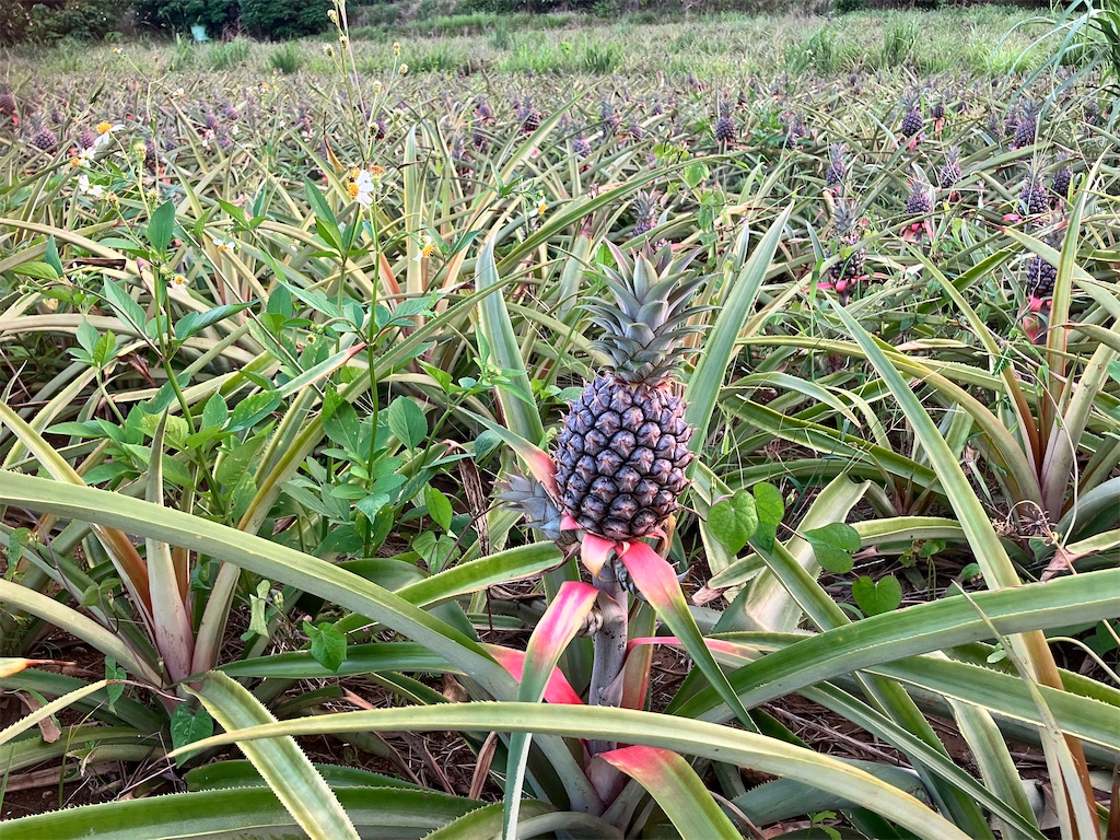 f:id:leftkanabun0314:20240501145948j:image