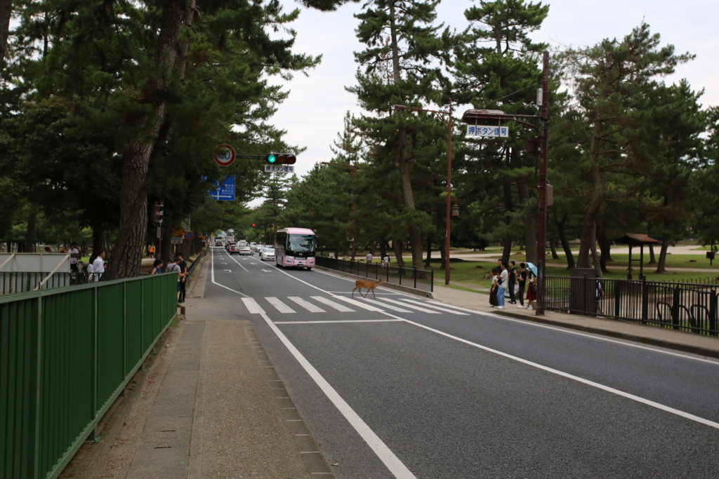 もし 奈良で 鹿 が横断歩道を横切ってきたら 府民になりたい県民