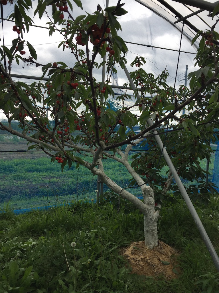 f:id:legami:20190617053949j:image f:id:legami:20190617053949j:image