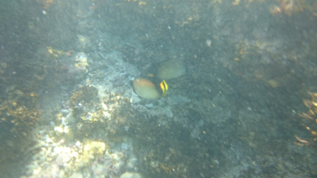 f:id:lehmanpacker:20160905205407j:plain