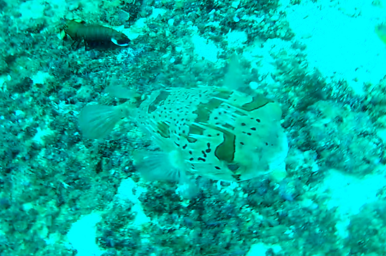 f:id:lehmanpacker:20170224081922j:plain