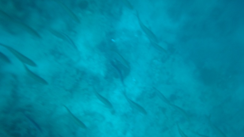 f:id:lehmanpacker:20180820191001j:plain