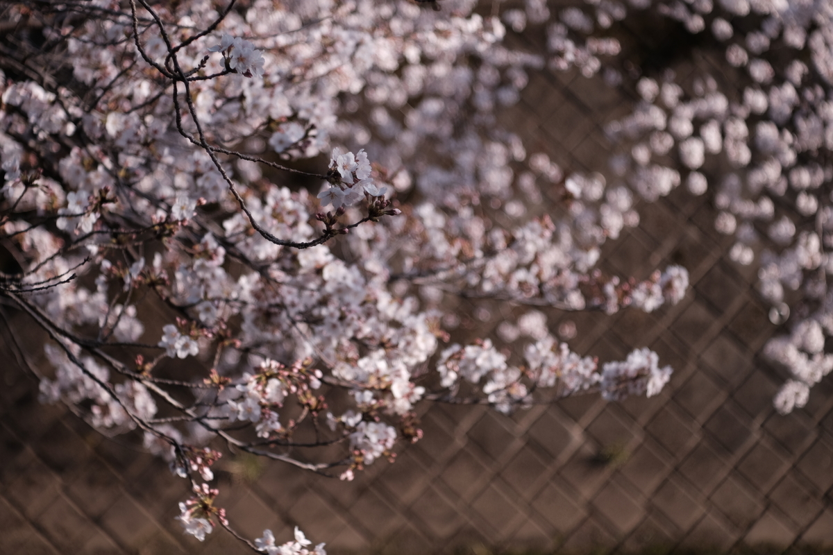 f:id:leica13579:20200323222326j:plain