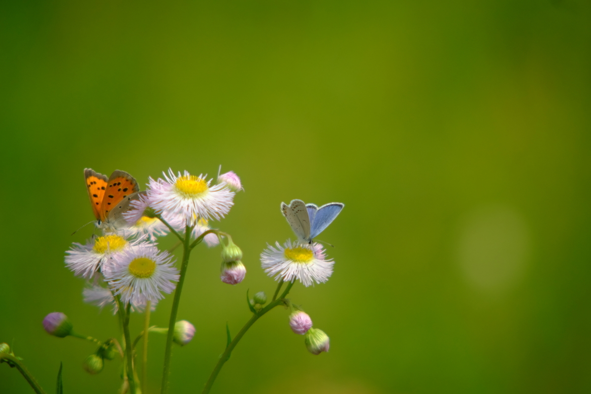 f:id:leica13579:20200430183409j:plain f:id:leica13579:20200430183409j:plain