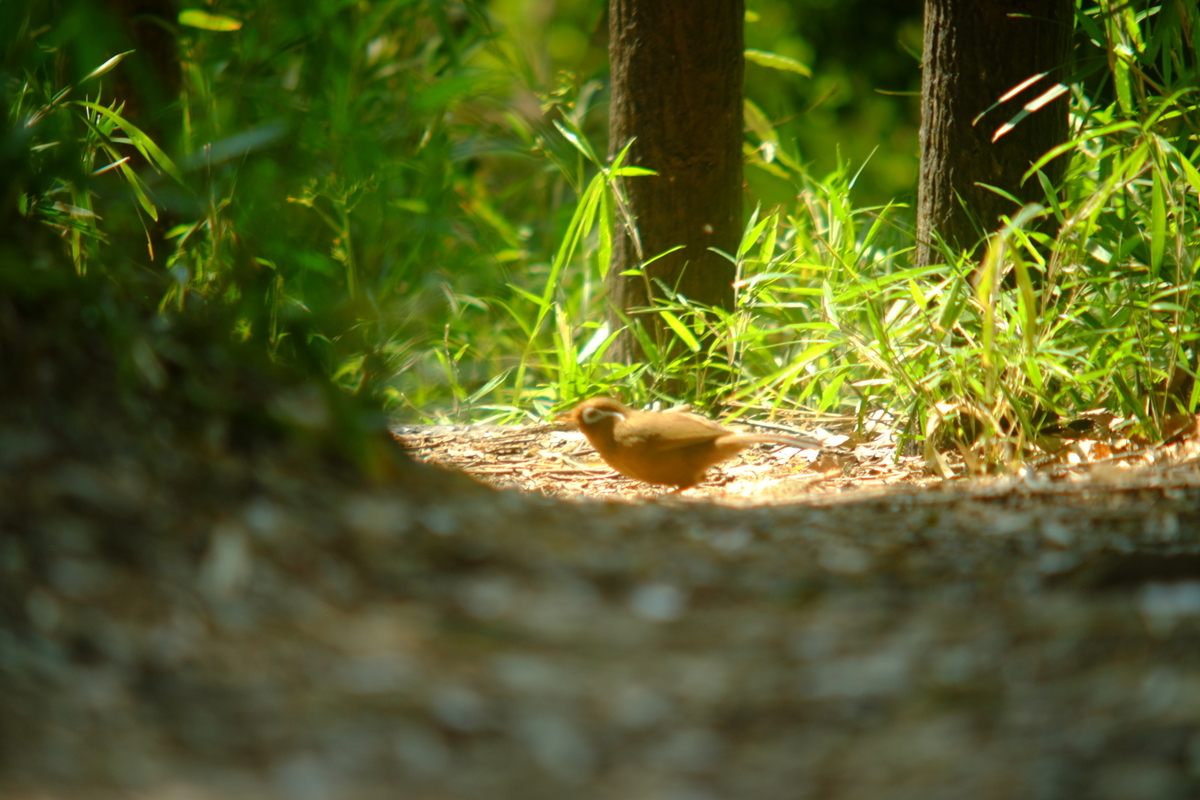 f:id:leica13579:20200430184929j:plain f:id:leica13579:20200430184929j:plain