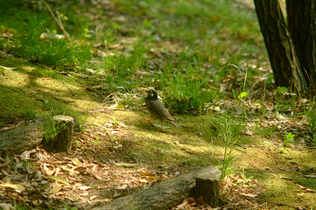 f:id:leica13579:20200430185536j:plain f:id:leica13579:20200430185536j:plain