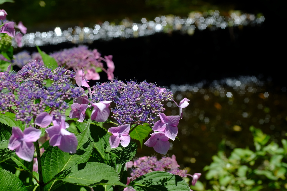 f:id:leica13579:20200624132616j:plain f:id:leica13579:20200624132616j:plain
