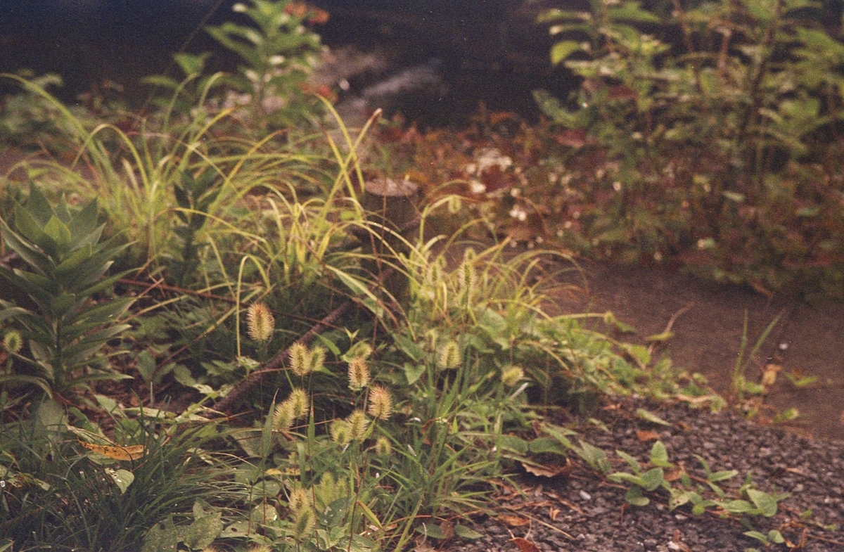 f:id:leica13579:20200818151258j:plain