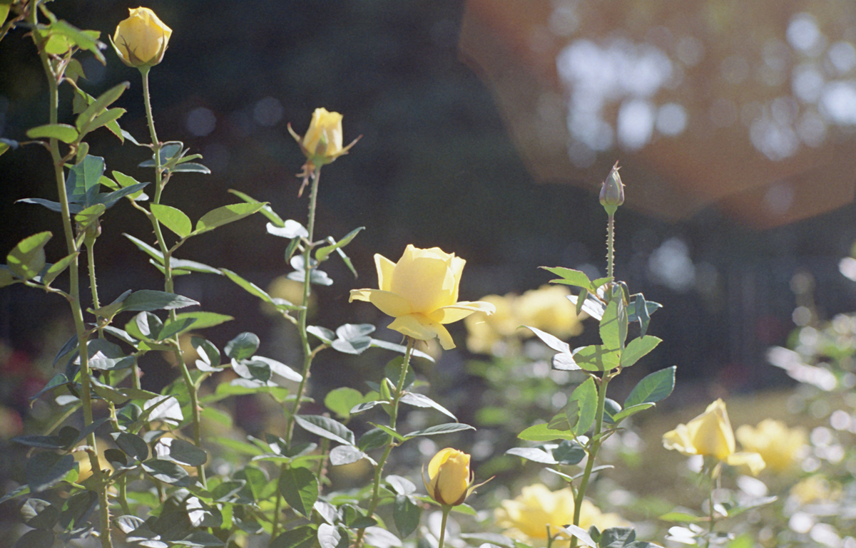 f:id:leica13579:20201202224151j:plain