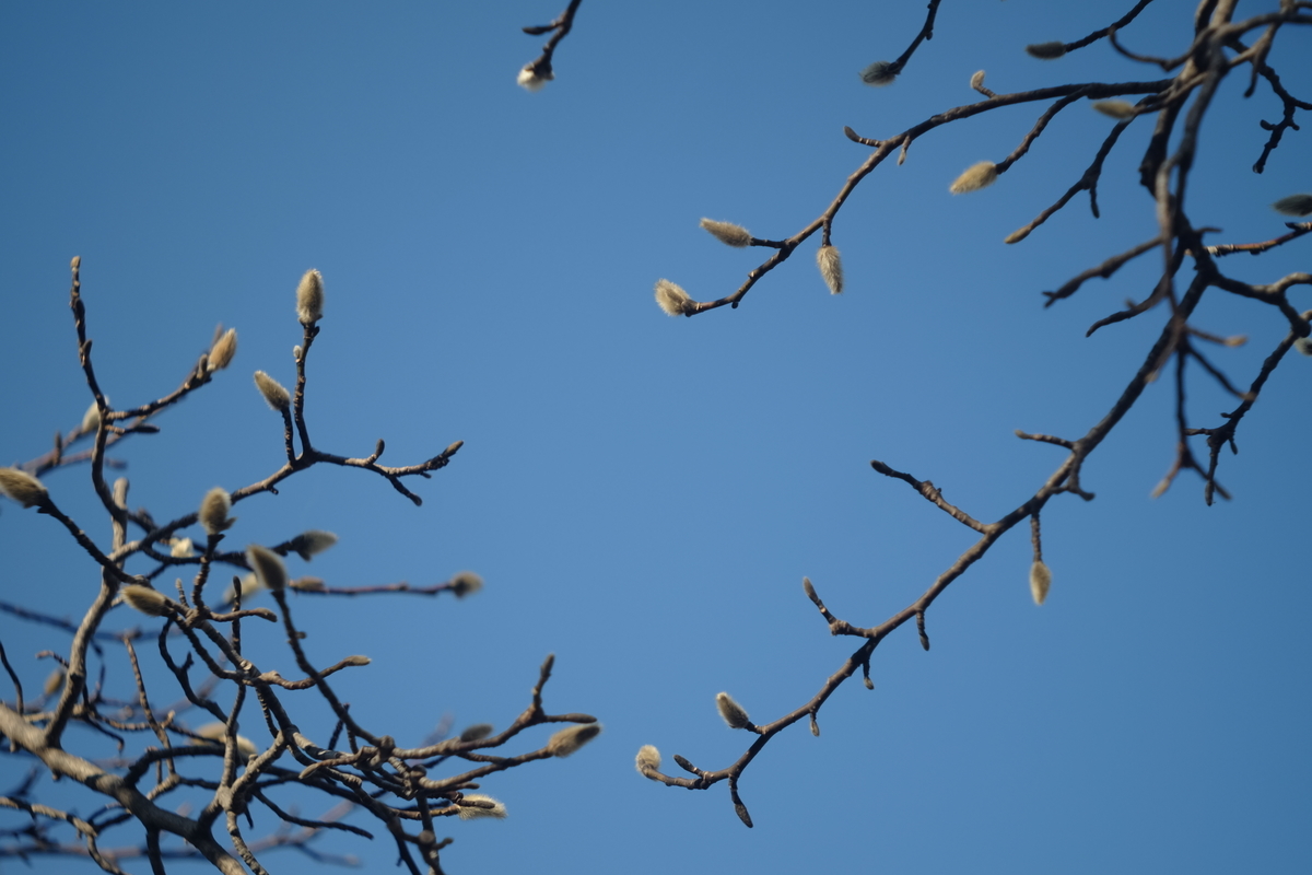 f:id:leica13579:20210109174201j:plain