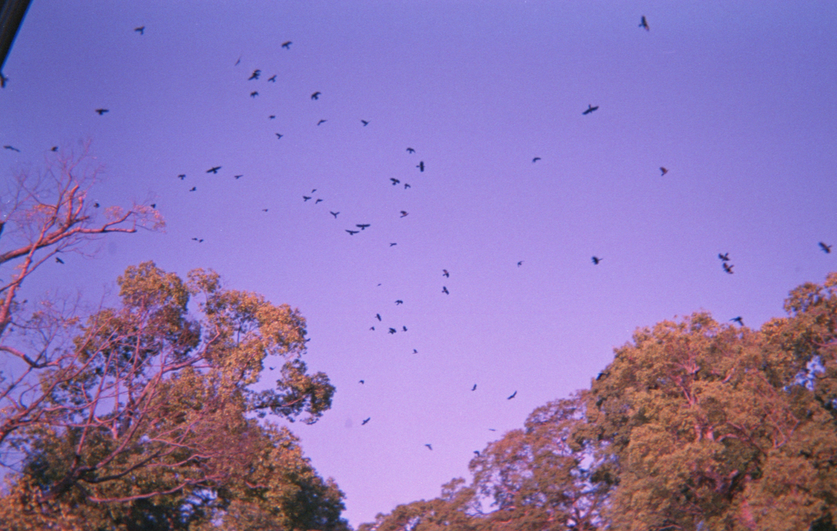f:id:leica13579:20210209222844j:plain