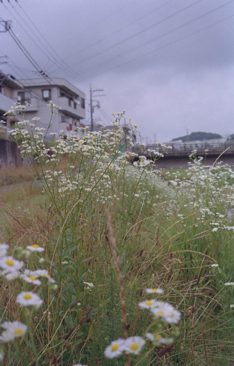 オリンパス35DCにて撮影　カラーネガフィルム　自家現像