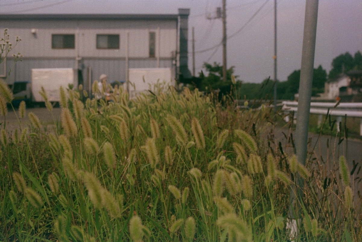 ペンタックスSPにて撮影　カラーネガフィルム　自家現像