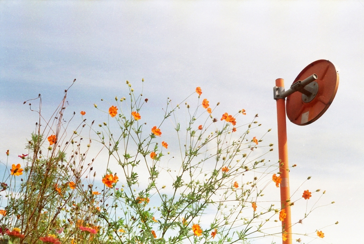 キャノネットQL17にて撮影　カラーネガフィルム　自家現像