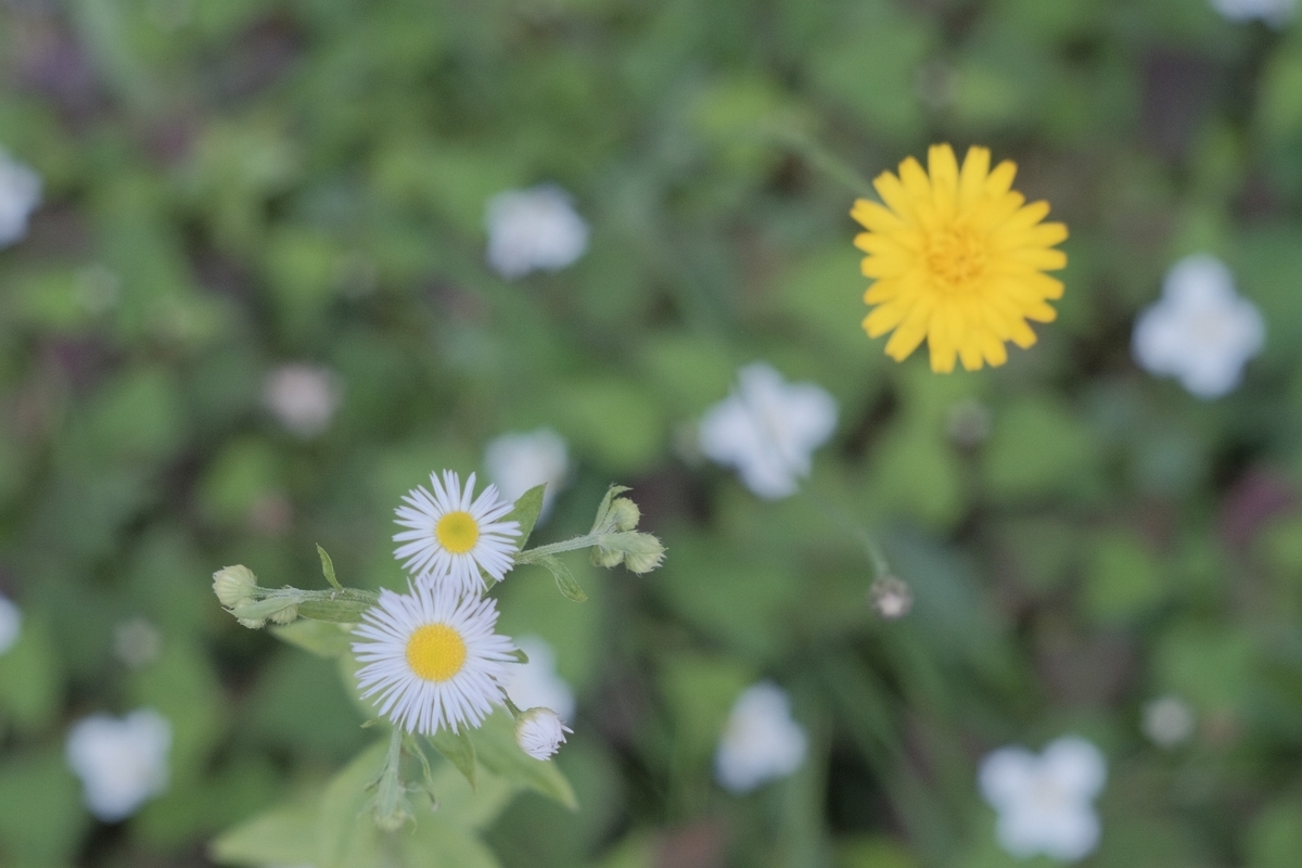 X-E2にて撮影　スナップ　オールドレンズ