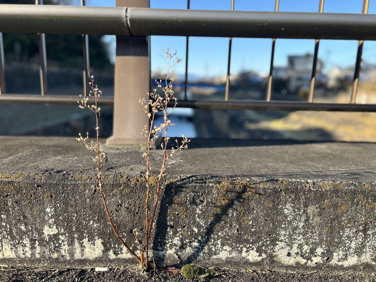 iPhoneにて撮影