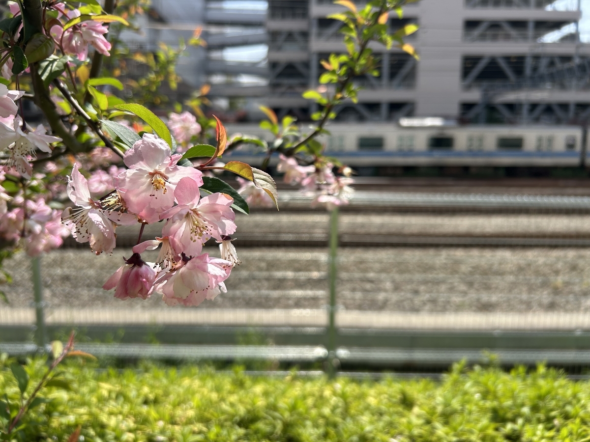 iPhoneにて撮影