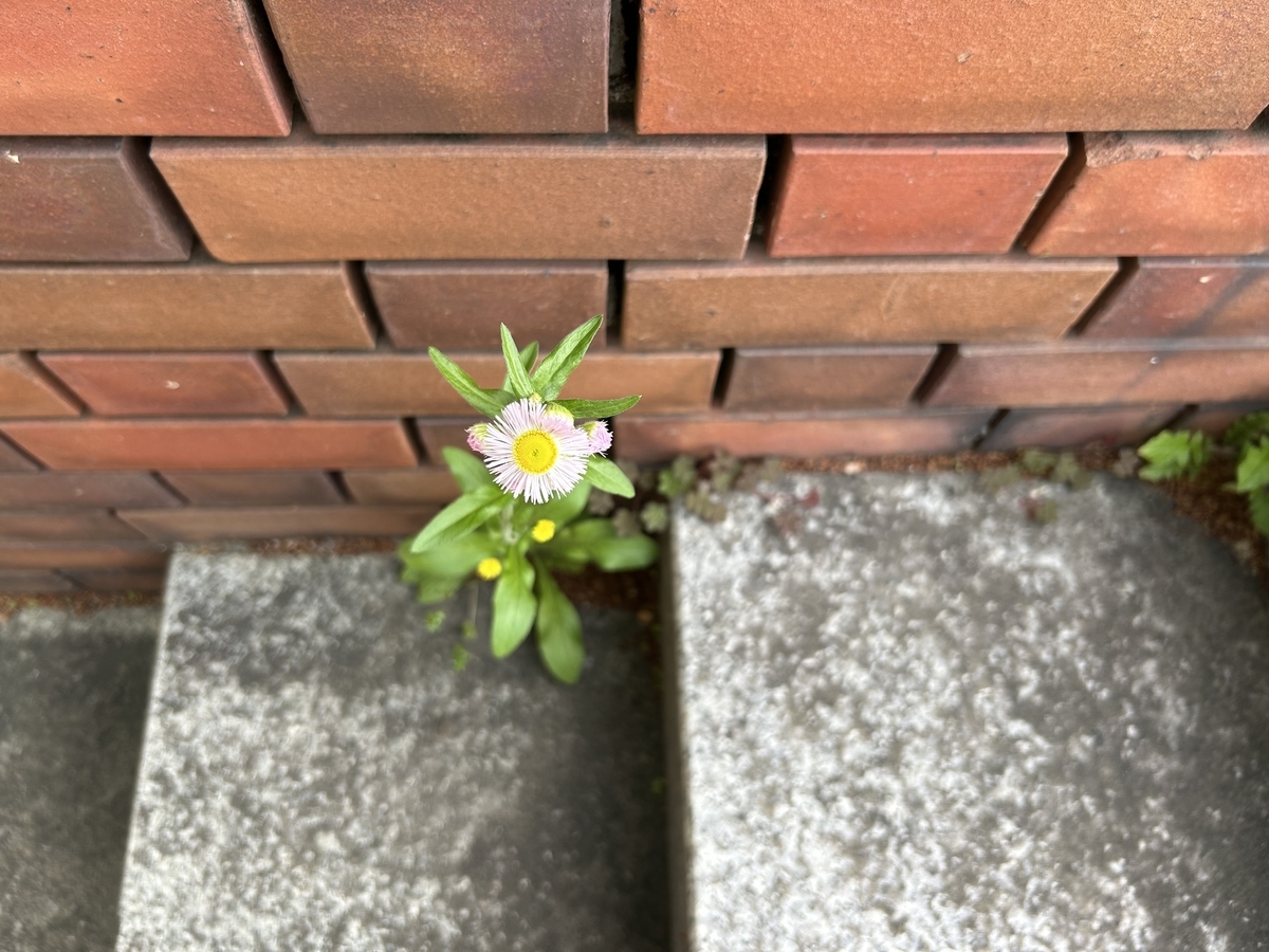 iPhoneにて撮影