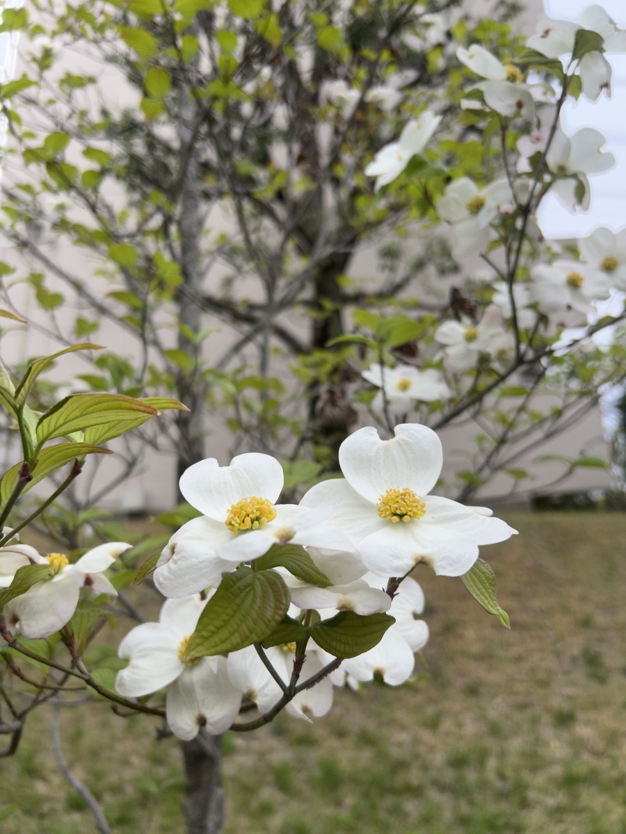 iPhoneにて撮影