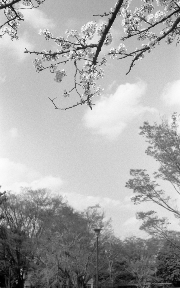 Leica M4にて撮影