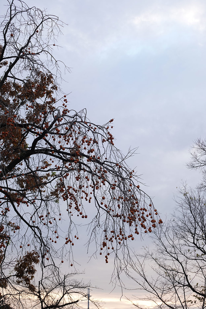 f:id:leicestergram:20181223104137j:plain f:id:leicestergram:20181223104137j:plain