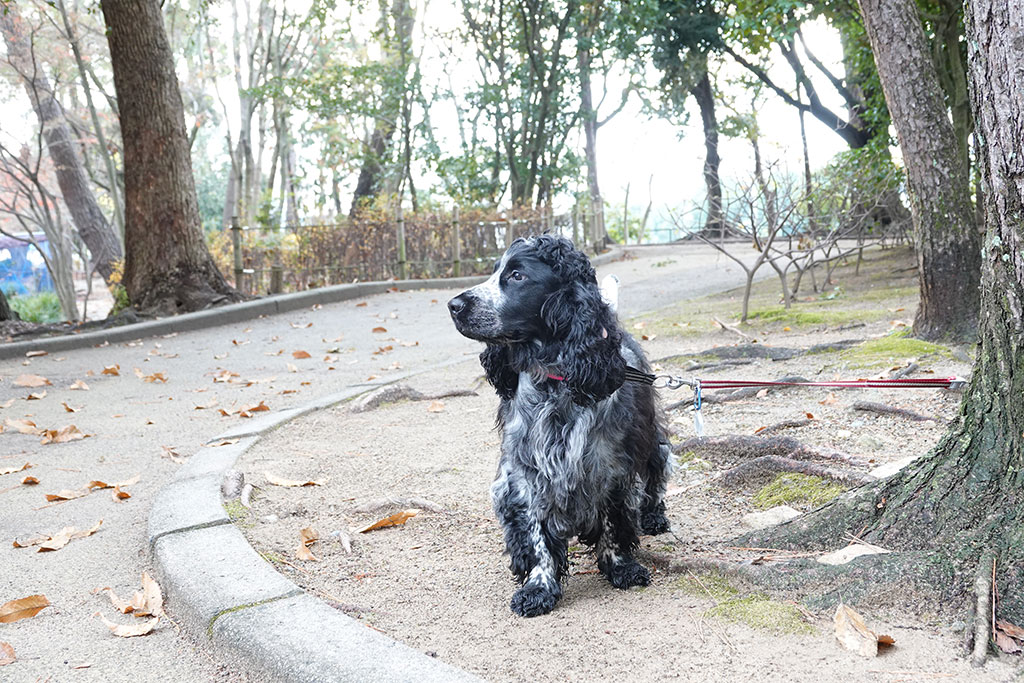 f:id:leicestergram:20181223105926j:plain f:id:leicestergram:20181223105926j:plain