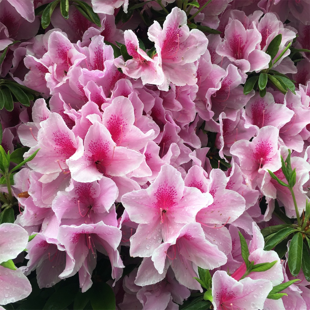 f:id:leifu:20190430100406j:image f:id:leifu:20190430100406j:image
