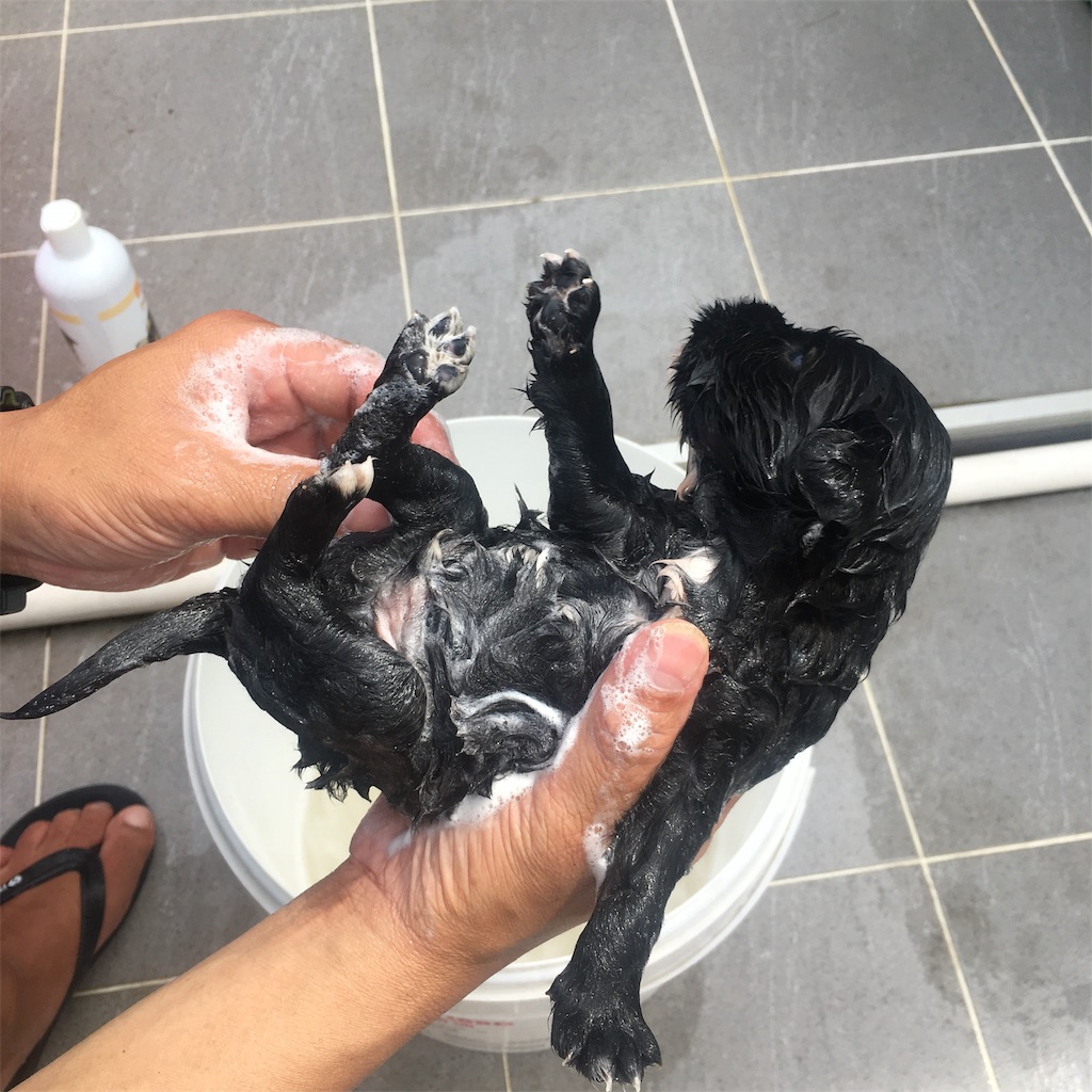 f:id:leifu:20190710221735j:image