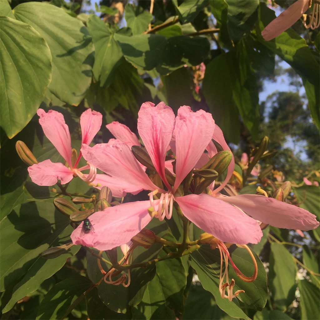 f:id:leifu:20191114211051j:image