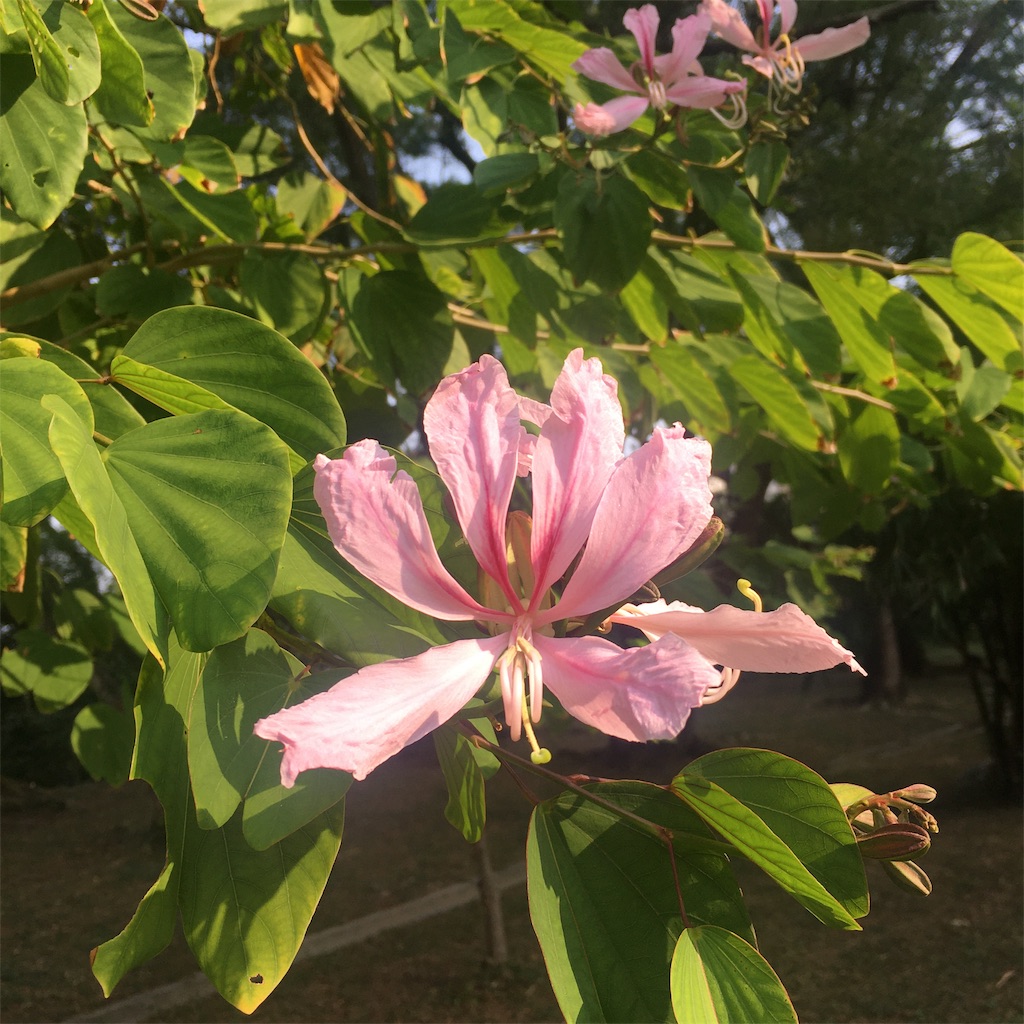 f:id:leifu:20191114211058j:image