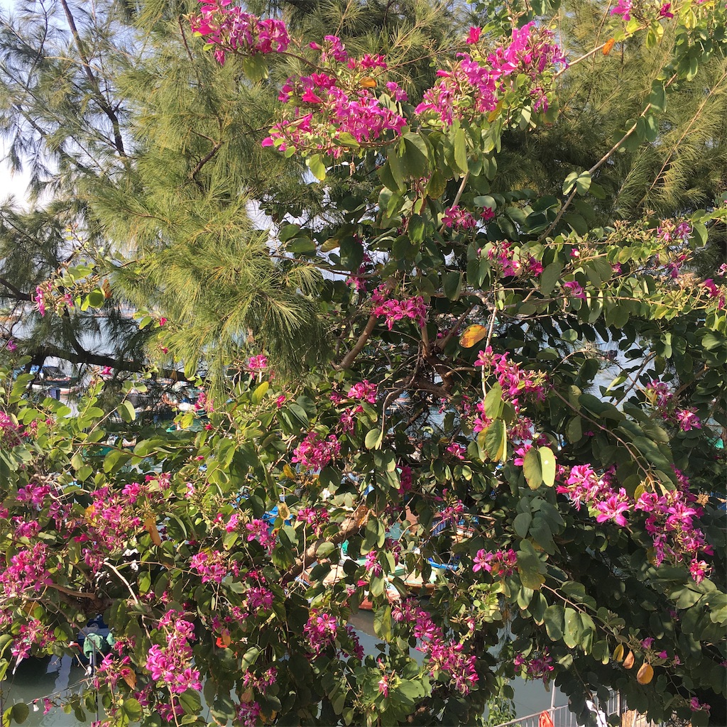 f:id:leifu:20191118080109j:image f:id:leifu:20191118080109j:image