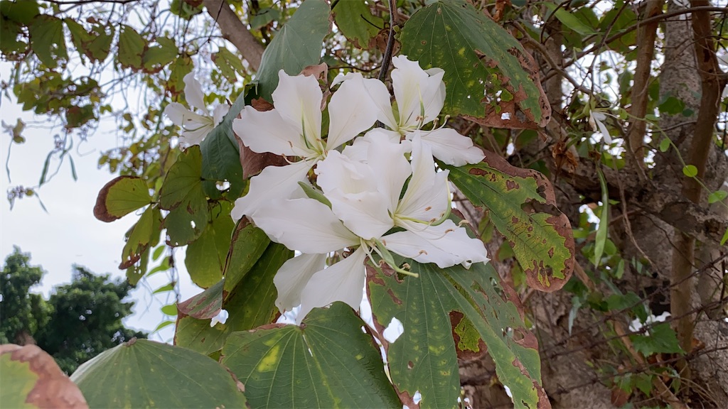 f:id:leifu:20200311114530j:image f:id:leifu:20200311114530j:image