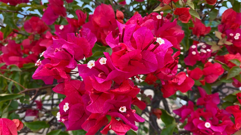 f:id:leifu:20200317074320j:image