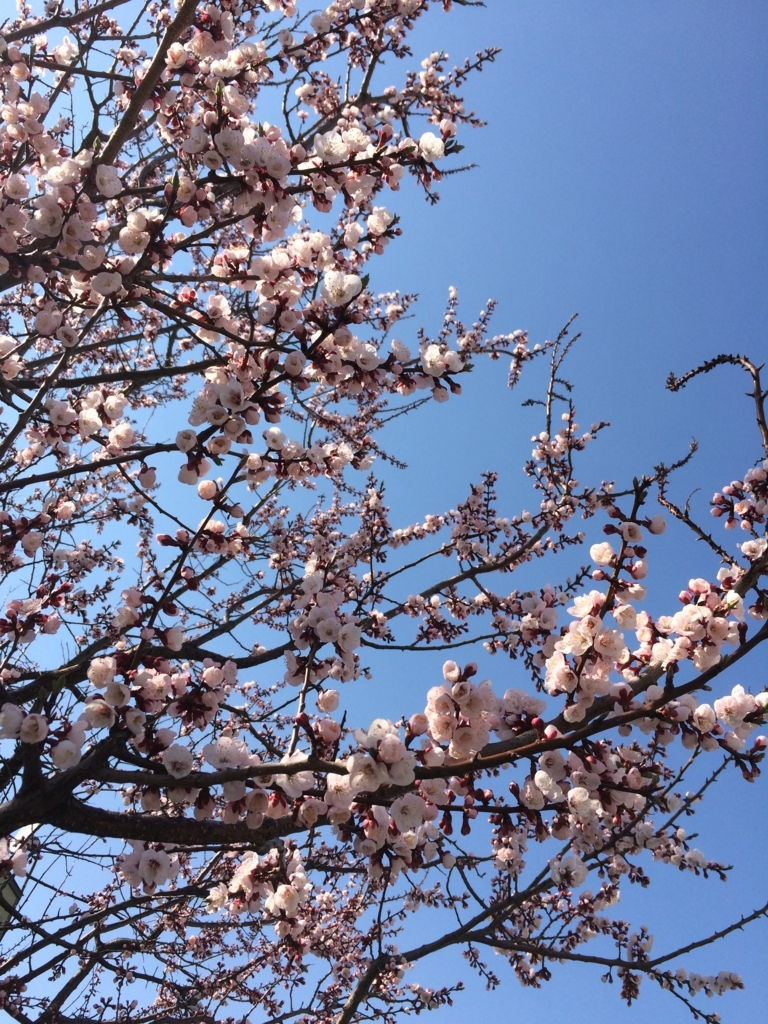 f:id:leiurus:20180426203016j:plain f:id:leiurus:20180426203016j:plain
