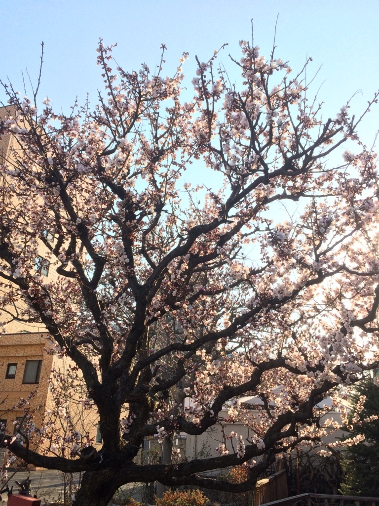 f:id:leiurus:20180426203053j:plain f:id:leiurus:20180426203053j:plain