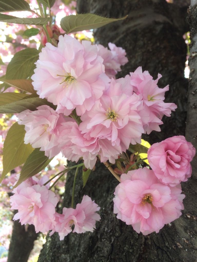 f:id:leiurus:20180512075009j:plain f:id:leiurus:20180512075009j:plain