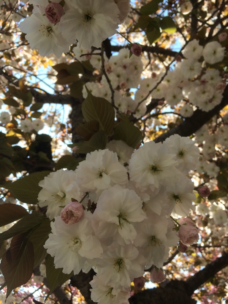 f:id:leiurus:20180512075030j:plain f:id:leiurus:20180512075030j:plain