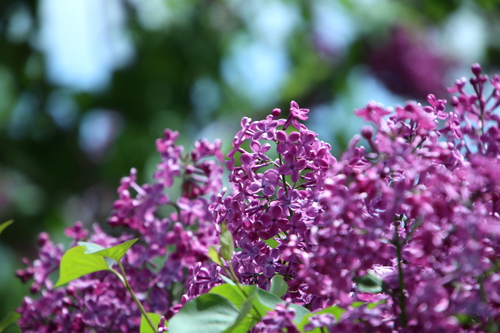 f:id:leiurus:20180527170604j:plain f:id:leiurus:20180527170604j:plain