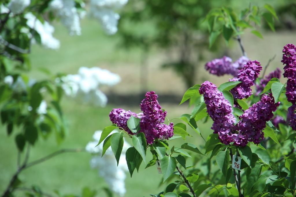 f:id:leiurus:20180527170640j:plain f:id:leiurus:20180527170640j:plain