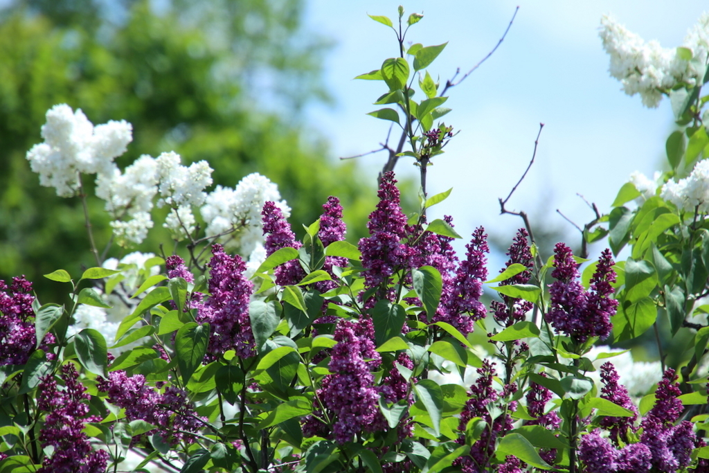 f:id:leiurus:20180527170709j:plain f:id:leiurus:20180527170709j:plain