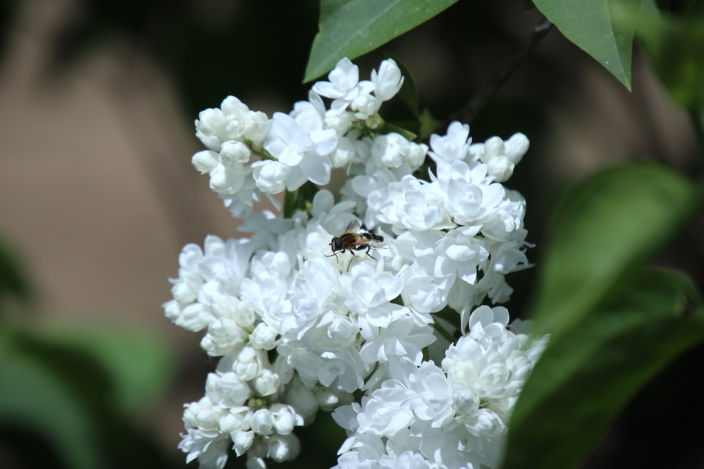 f:id:leiurus:20180527170736j:plain f:id:leiurus:20180527170736j:plain