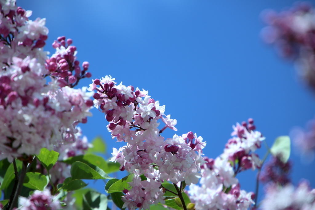 f:id:leiurus:20180527170750j:plain f:id:leiurus:20180527170750j:plain
