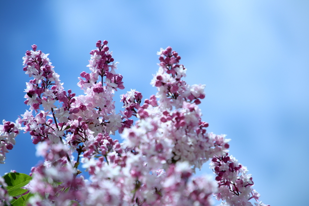 f:id:leiurus:20180527170808j:plain f:id:leiurus:20180527170808j:plain